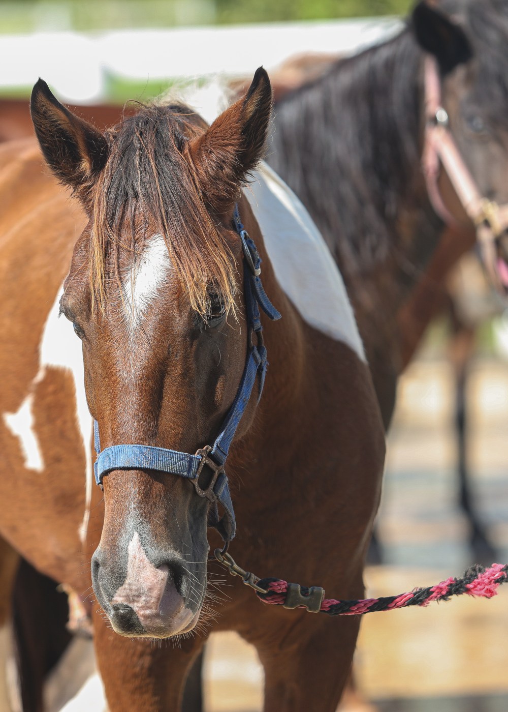Horseback riding at Hacienda Campo Rico in Carolina, Puerto Rico